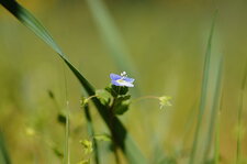 Véronique sp.