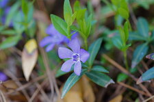Petite pervenche
