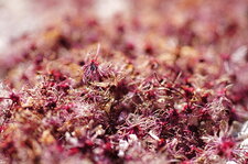 Pot pourri de prunus