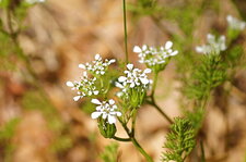 Fleur de peigne de Vénus