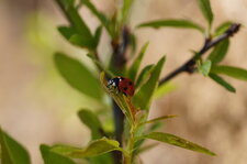 Coccinelle à 7 points