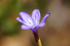 Fleur d