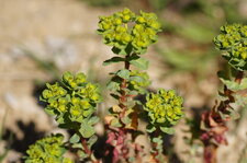 Fleur et feuille d