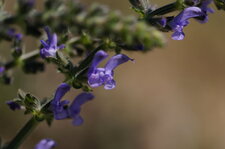 Fleurs de sauge des prés