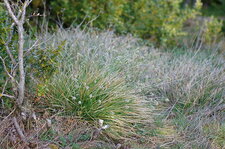 Carex
