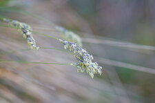 Carex