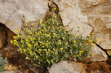 Hélianthème à feuille de Marum