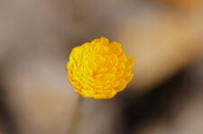 Fleur de scorsonère d