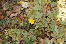 Potentille cendrée