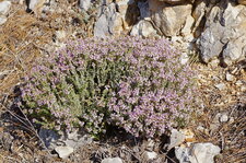 Thym vulgaire