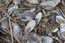 Moule d