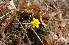 Narcisse d