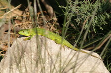 Lézard vert