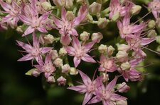 Fleur de sedum spectabilis