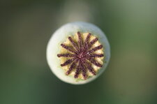 Capsule de coquelicot