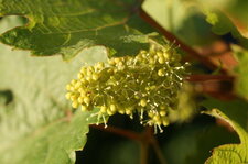 Future grappe de raisin
