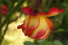 Rose... flamboyante