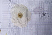 Fleur d