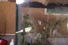 Terrarium