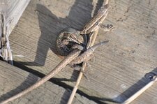 Lézards