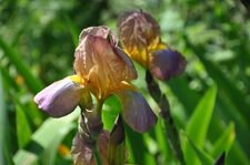 Iris