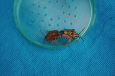 Carpocorus mediterraneus