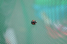 coccinelle asiatique