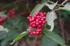 Baies de sureau rouge