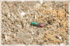 Chrysis ignita