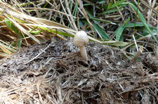 Panaeolus africain