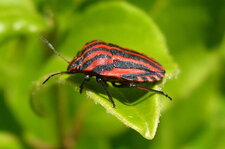 Pentatome rayé