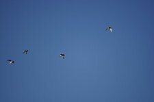 Guifette leucoptère