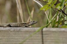 Lézard