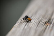 Carrhotus xanthogramma