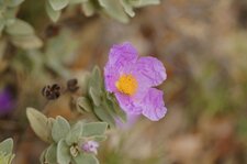 Fleur de ciste blanchâtre