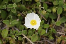 Fleur de ciste à feuilles de sauge