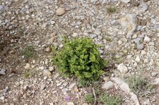 Aristoloche pistoloche