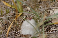 Criquet acrididae