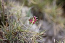 Anthyllide à fleurs rouges - sous réserve