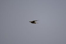 Faucon en chasse