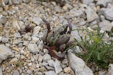 Sedum sédiforme