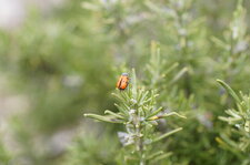 Lachnaia sp.