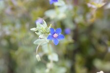 Fleur de mouron femelle