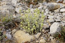 Teucrium aureum - sous réserve