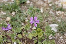 Mauve sylvestre