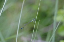 Agrion élégant mâle immature