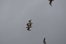 Mouettes mélanocéphales
