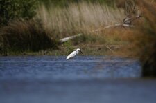 Aigrette garzette