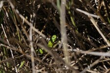 Lézard vert