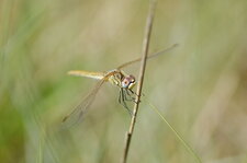 Sympetrum de Fonscolombe femelle